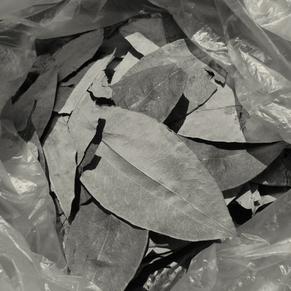 Bolivia and Coca Chewing: Speaking Truth to Power