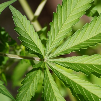 Are 420 gatherings still relevant?